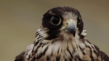 VTT VS Falcon - Gee Atherton gets hunted by a Peregrine Falcon