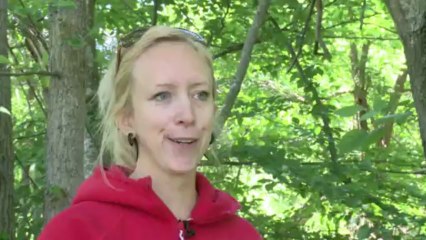 حشرات الزيز تغزو الولايات المتحدة الاميركية