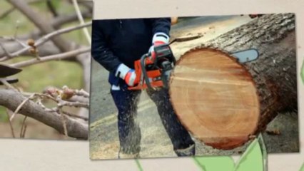 Affordable Tree Cutting Service LLC (970) 262-1840
