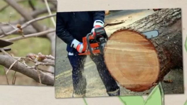 Affordable Tree Cutting Service LLC (970) 262-1840