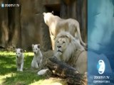 Filhotes de leões brancos são apresentados em zoo da Holanda