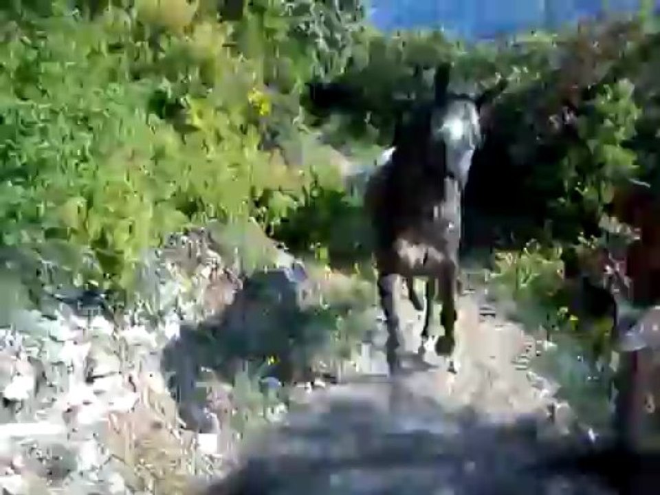 Dioux et Pépère en plein exercice