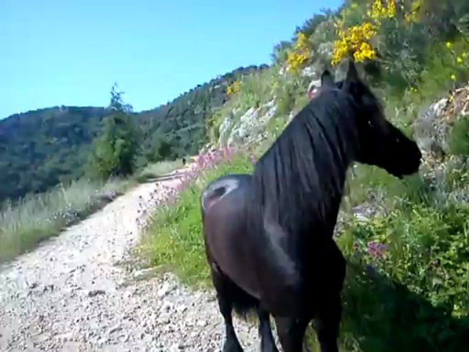 Dioux et Pépère en exercice (suite)
