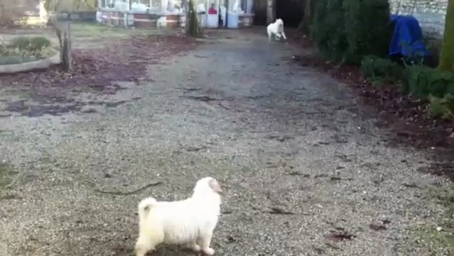 2 Montagnes des Pyrénées s'amusent