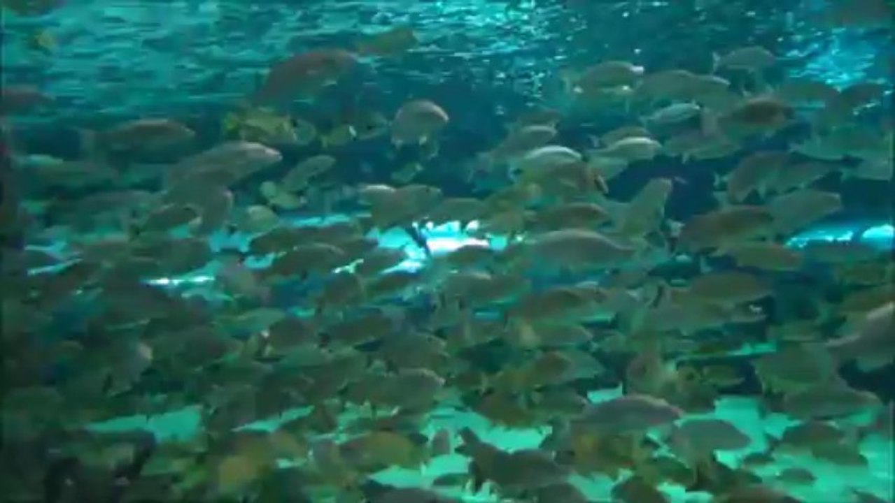 2013-05-21 - Ripley's Aquarium - Myrtle Beach