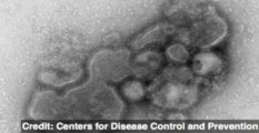 Bird Flu Virus Mere Mutations Away From Pandemic