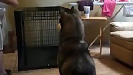 Dog With Impressive Acting Skills