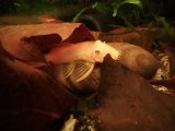 blackeyed yellow plecostomus, young male