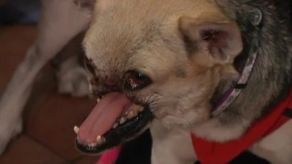 Hero dog homeward bound