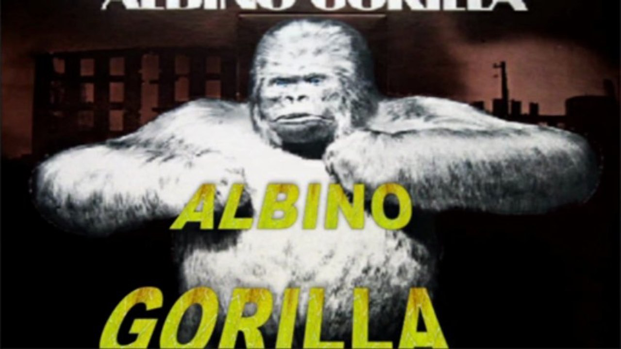 ALBINO GORILLA