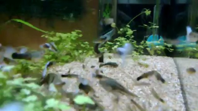 Half Black Pastel lepistes