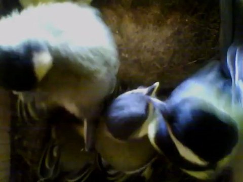 NICHOIR MESANGE 08/06/2013 :: Jour17