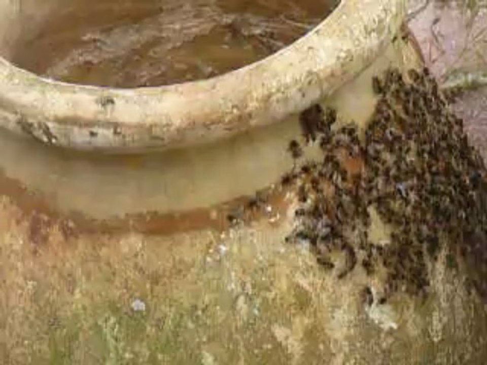 Ronde des abeilles. Des abeilles? Vraiment? Est-ce des abeilles???