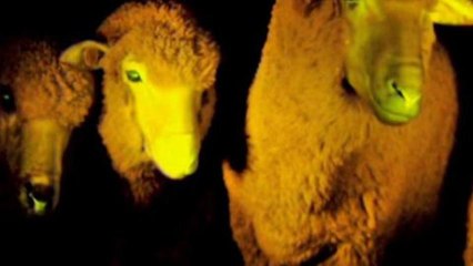Uruguay's 'glowing sheeps' make breakthrough