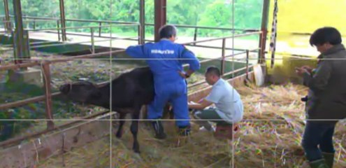 20130607  福ちゃん義足①