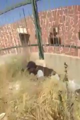 ‫وصول الجيش الوطني ومليشيا درع ليبيا تطلق علي الجيش النار