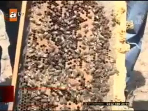 Arılar Kansere Savaş Açtı aTV Haber