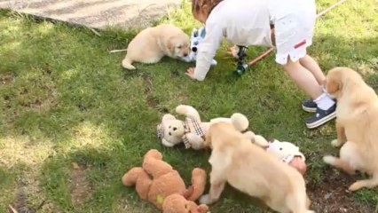 chiots Hovawart De l'Anse de Malfalco