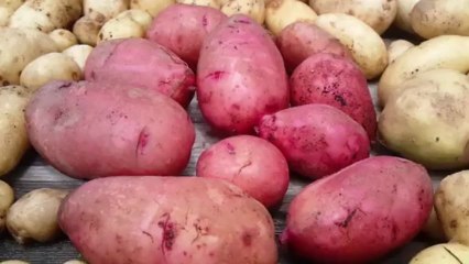 Nippon Janga Janga!!