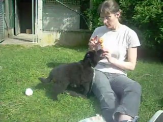 6 juin (3) : mâle gris