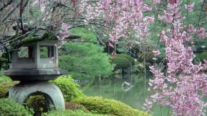 Mùa Hoa Anh Đào ♥ Cẩm Ly