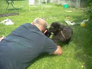 8 juin 2013 (2) : femelle marron