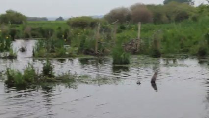 Lac de Grand Lieu Le 09-06-2013