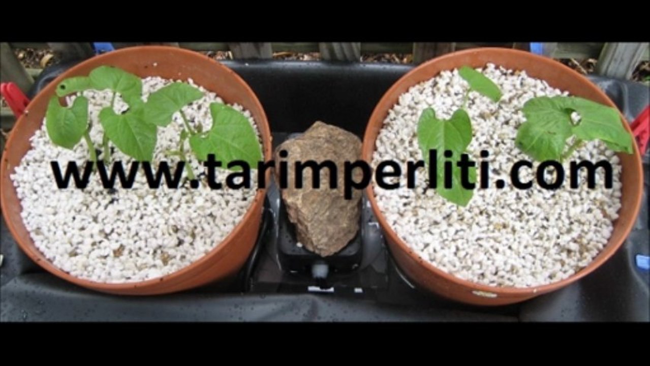 perlit fiyatı,perlit fiyatları,genleştirilmiş perlit,gül köklendirme perlit,tarım perliti ankara,tarım perliti istanbul,tarim_perliti,tarım perlit fiyatları,genleşmiş perlit