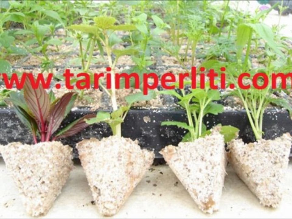 tarım perliti fiyatları,tarım-perliti-fiyatları,sera-perliti,sera perliti,sera perliti fiyatı,sera perliti fiyatları,tarım sera perliti,tarım-sera-perliti,tarım-sera-perliti-fiyatları,çelik köklendirme perliti