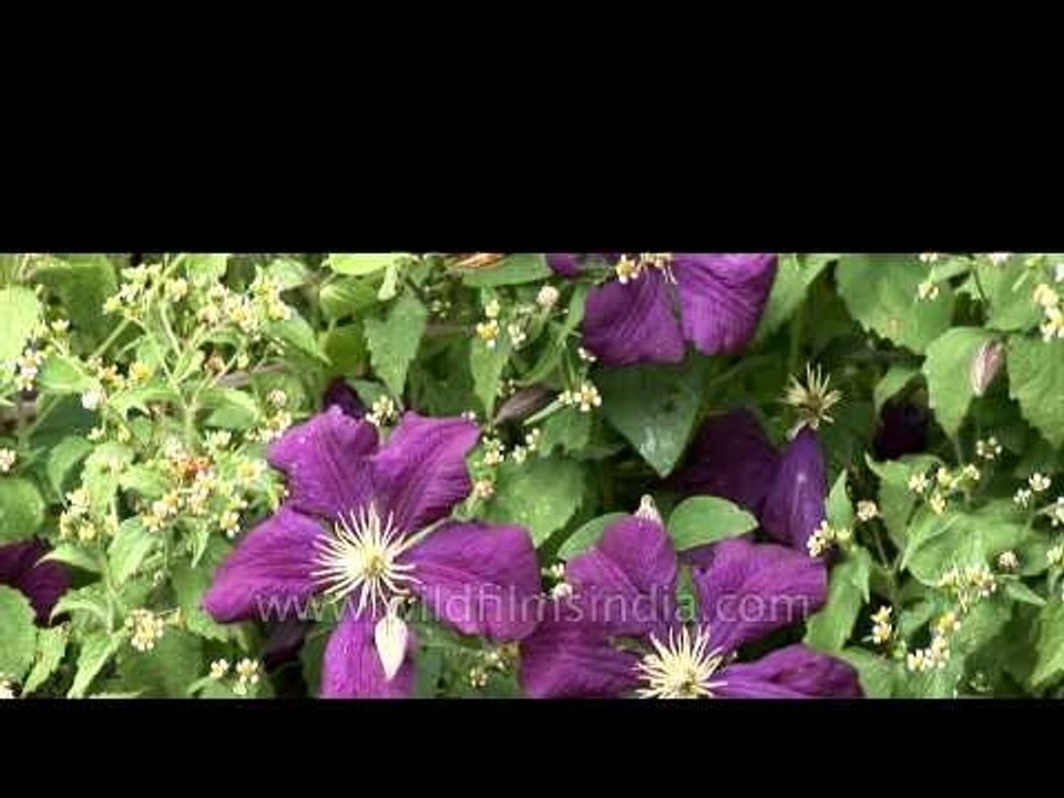 Stunning purple Clematis in Bhutan