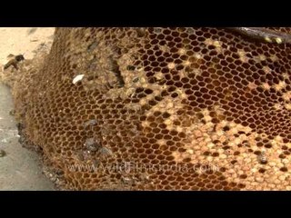 Intricate designs on a beehive: Honey removal