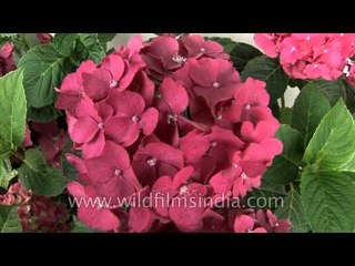 Deepest pink Hydrangeas in Bhutan!