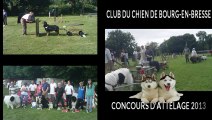 Concours d'Attelage Bourg-en-Bresse juin 2013