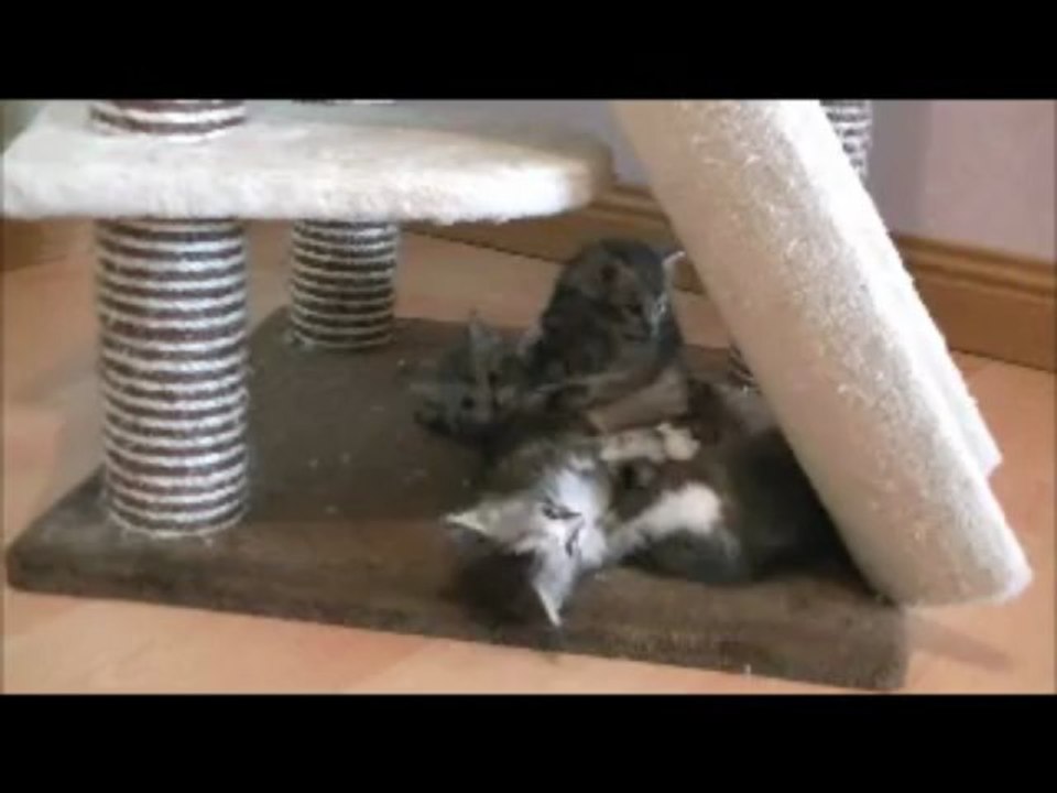 Nos chatons ont Un Mois