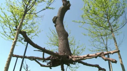 L'artiste italien Penone expose ses arbres à Versailles