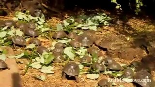 Galapagos Ecuador Tortoises
