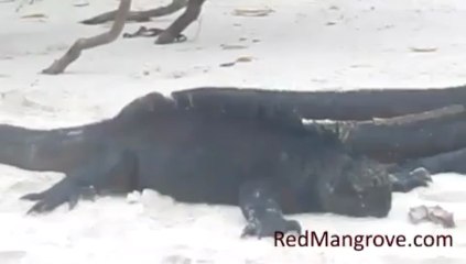 Galapagos Hotels, National Geographic Dive center