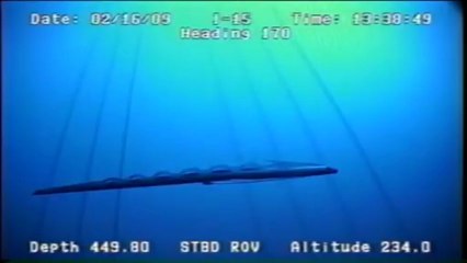 Ремень - рыба