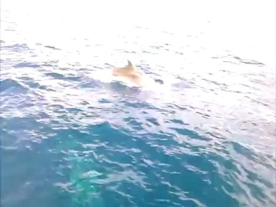 Sailing with dolphins