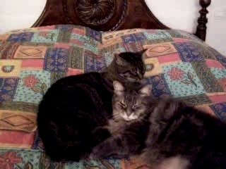 MINOU ET KIKI LECHOUILLE