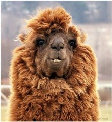 Disrespectful Llama Spits In Girl's Face