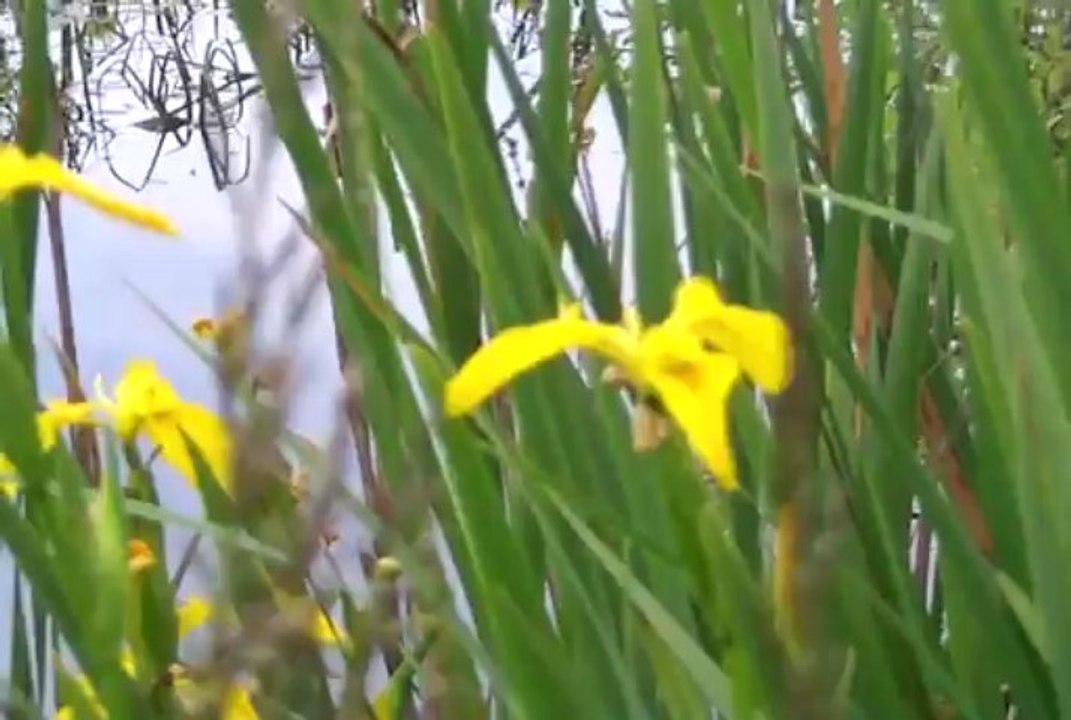 le  coassement  des  grenouilles et les hiris d'eau a l'etang de  verne