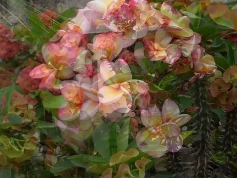 Balade matinale .....Fleurs de Thailande