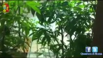 Rocca Priora (Roma) - Affitta villa e ci coltiva la marijuana (09.06.13)