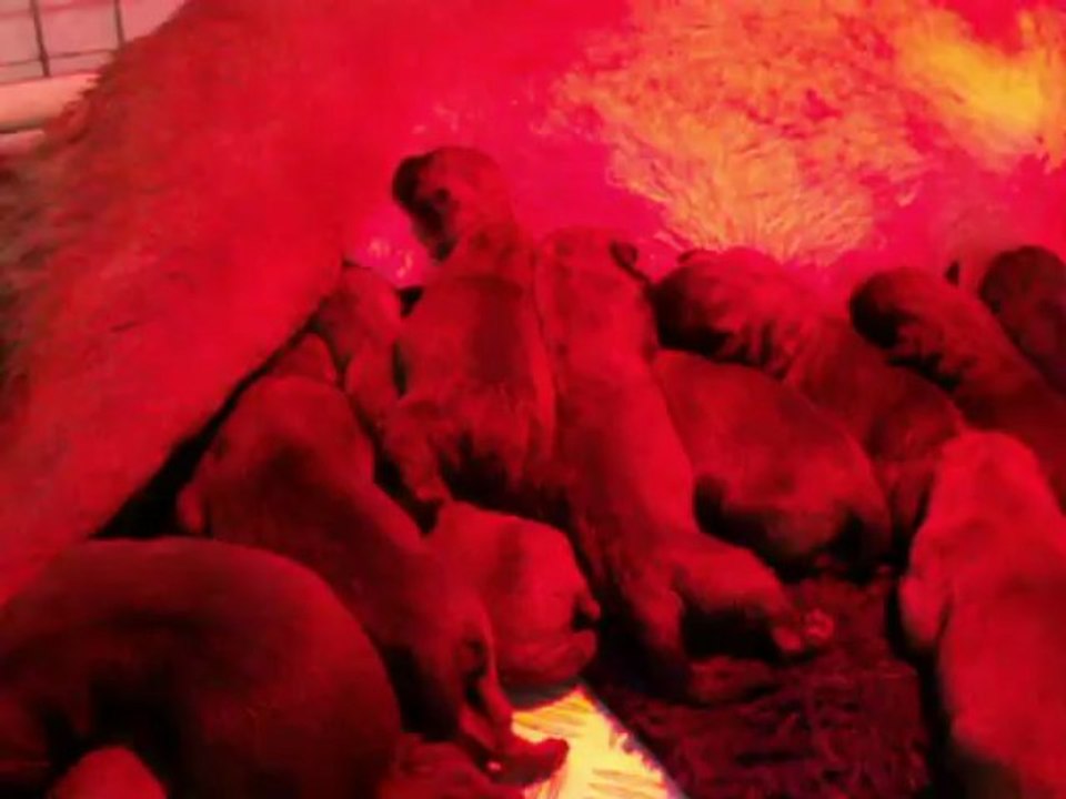 Chiots malinois nés le 08/06/13