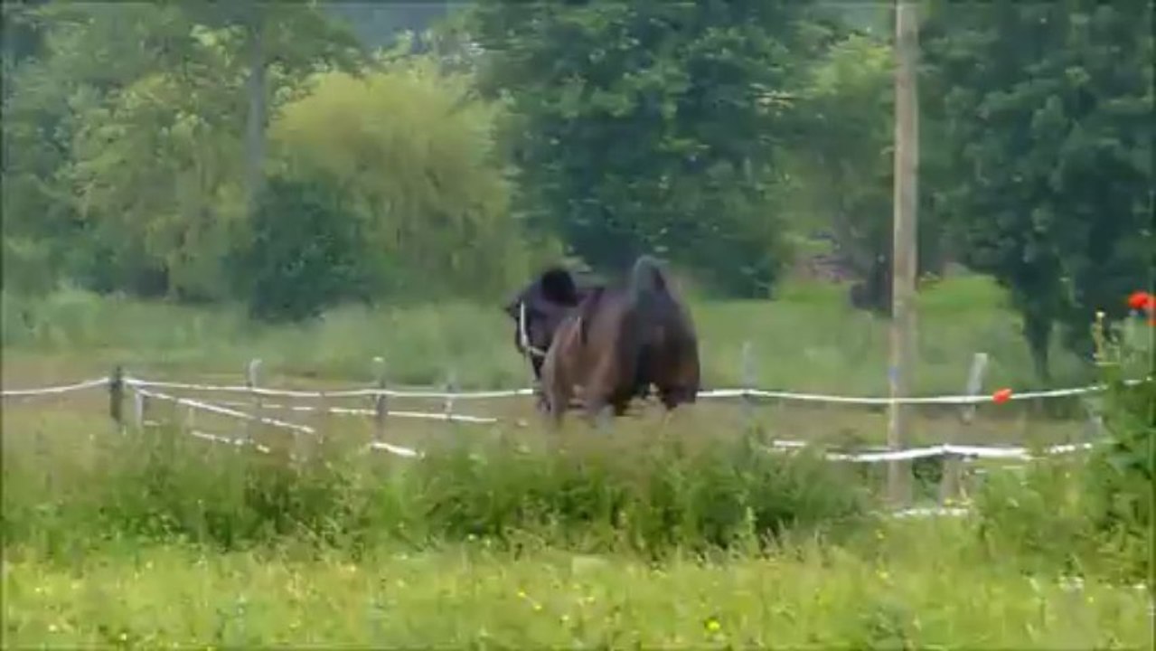 Cuba Libre - Sortie au pré 09/06/2013