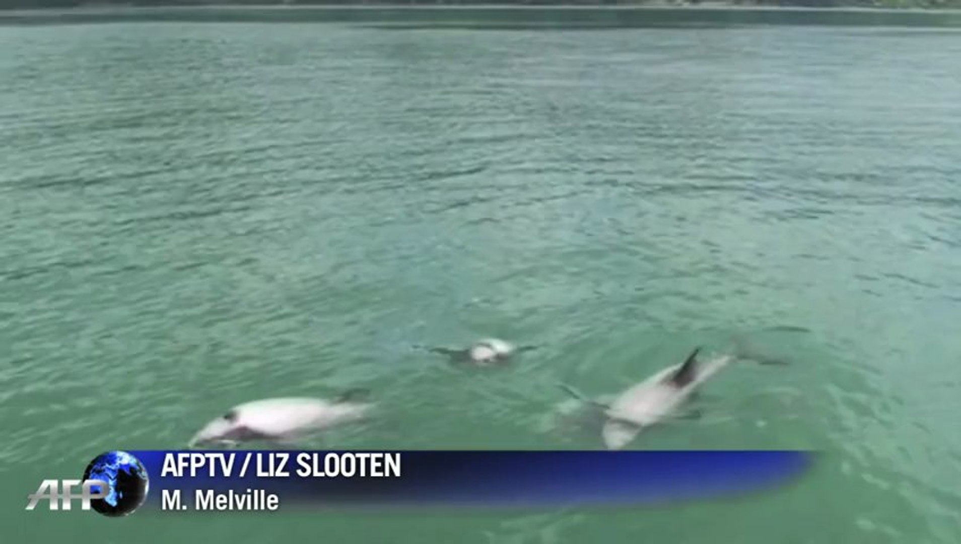 ⁣New Zealand Maui's dolphins face extinction