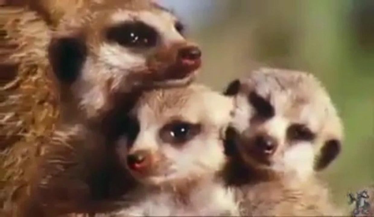 Gli animali sono un dono della vita! Proteggiamo la biodiversità!