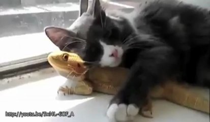 Sentimenti animali: si prendono cura tra di loro