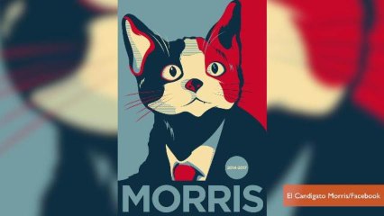 Cat Running for Mayor in Mexican Town